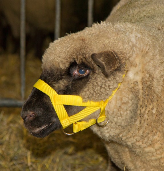Kopfhalter für Schafe und Böcke, Nylon gelb